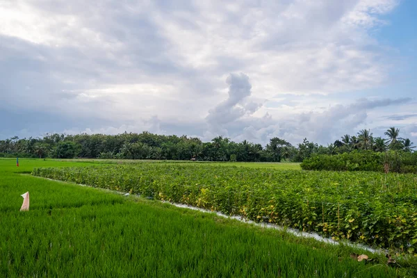 Bakgrunden Till Den Naturliga Naturen Risfälten Byn Banyuwangi Indonesien Landskap — Stockfoto