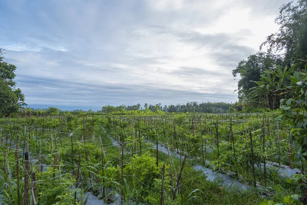 Вид Ферму Чілі Після Обіду Селі Баньювангі Індонезія Ландшафт Natur — стокове фото
