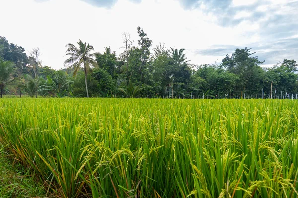 インドネシアのBanyuwangi村での午後の田んぼの眺め 風景の自然 — ストック写真