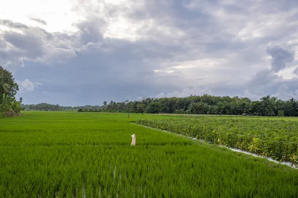 Bakgrunden Till Den Naturliga Naturen Risfälten Byn Banyuwangi Indonesien Landskap — Stockfoto