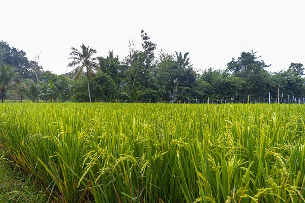 Πράσινο Ρύζι Φυτρώνει Στη Μέση Των Ορυζώνες Καλλιέργεια Ρυζιού — Φωτογραφία Αρχείου