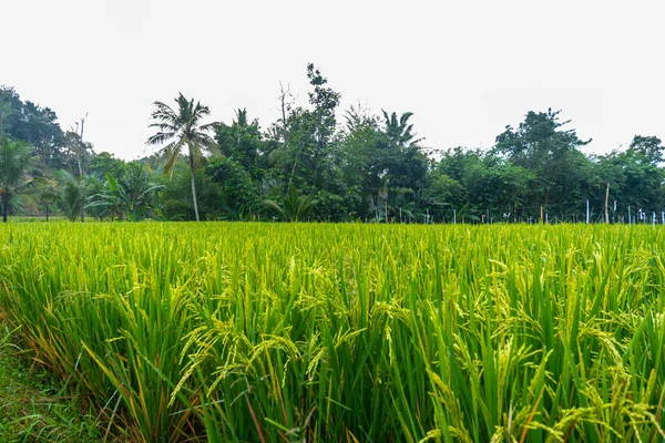 Uitzicht Rijstvelden Middag Banyuwangi Dorp Indonesië Landschap Natur — Stockfoto