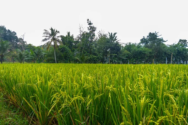 Зеленый Рис Растет Посреди Рисовых Полей Рисоводства — стоковое фото