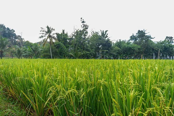 Vista Los Campos Arroz Por Tarde Aldea Banyuwangi Indonesia Paisaje — Foto de Stock