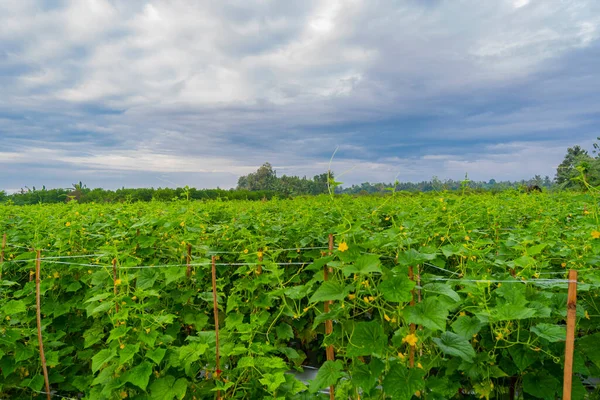 Eastern Agriculture Banyuwangi Regency Indonesia Photo Cucumber Plant Village Mornin — Stock Photo, Image