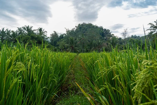 米工場だ 若実を結ぶ稲作はまだ緑です 村の稲作農家の風景 — ストック写真