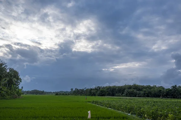 Bakgrunden Till Den Naturliga Naturen Risfälten Byn Banyuwangi Indonesien Landskap — Stockfoto