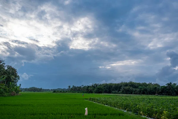 Bakgrunden Till Den Naturliga Naturen Risfälten Byn Banyuwangi Indonesien Landskap — Stockfoto