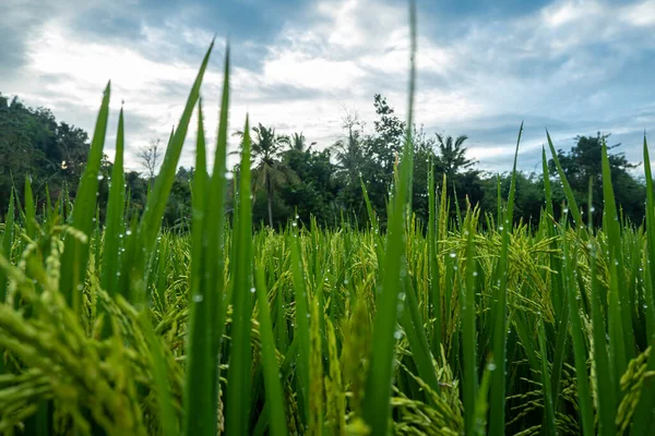 Plantas Arroz Cultivo Arroz Que Frutos Jóvenes Sigue Siendo Verde —  Fotos de Stock