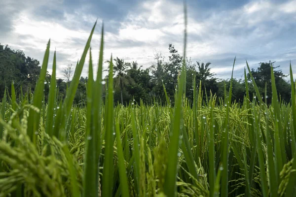 Pirinç Bitkileri Genç Meyve Veren Pirinç Yetiştiriciliği Hâlâ Yeşildir Köydeki — Stok fotoğraf