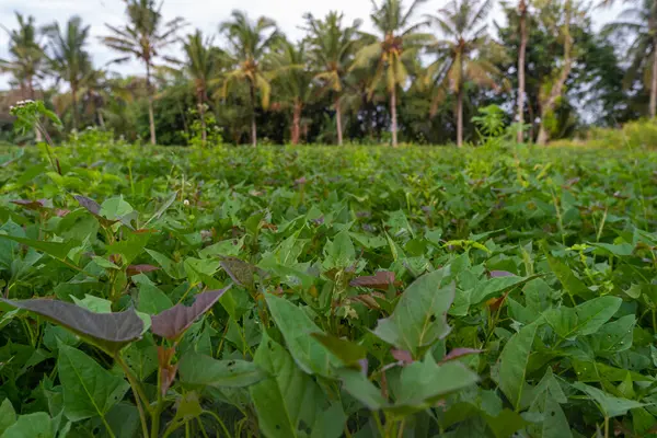 Sötpotatis Plantering Naturliga Landskap Backgroun — Stockfoto