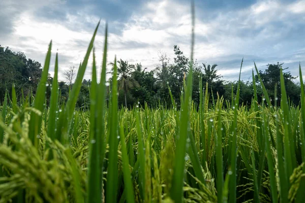 Plantas Arroz Cultivo Arroz Que Frutos Jóvenes Sigue Siendo Verde —  Fotos de Stock