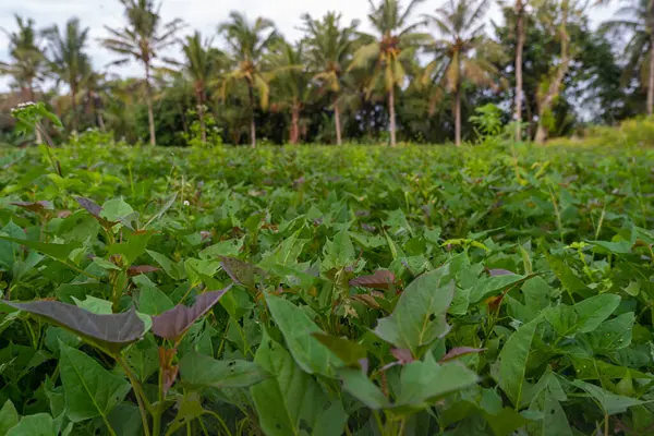 Süßkartoffelplantage Natürliche Landschaft Hintergrund — Stockfoto