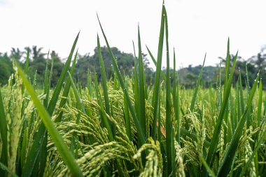 Endonezya 'da geleneksel pirinç tarımı. Sabahları pirinç bitkilerinin makro fotoğrafı.