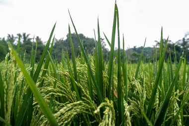 Endonezya 'da geleneksel pirinç tarımı. Sabahları pirinç bitkilerinin makro fotoğrafı.