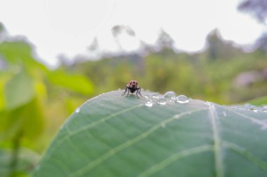 Sabahları manyok yapraklarına konmuş sineklerin makro fotoğrafı. Sabah çiğ taneleri dökülüyor