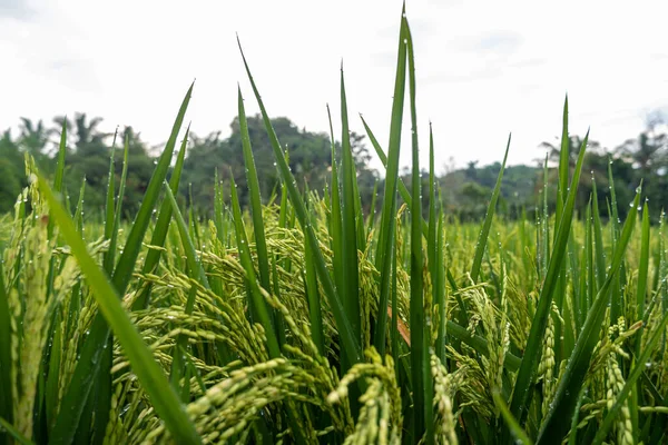 Traditional Rice Farming Indonesia Macro Photo Rice Plants Mornin — Stock Photo, Image