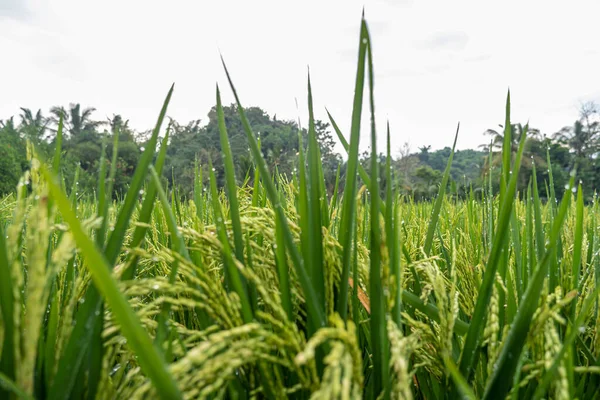 Traditionell Risodling Indonesien Makro Foto Ris Växter Morgonen — Stockfoto