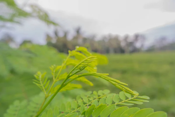 Sabah Fotoğrafta Lamtoro Yaprağı River Tamarind Vardı Lamtoro Bitkisi Arkaplanı — Stok fotoğraf