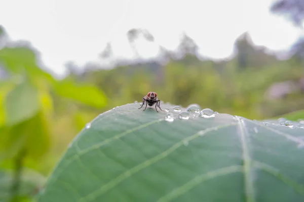 Makro Fotografie Much Sedících Ráno Listech Kasavy Ranní Rosa Dovolené — Stock fotografie