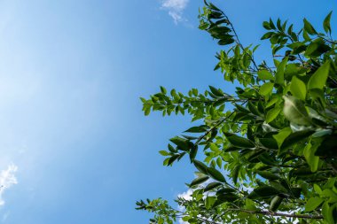 Mavi gökyüzü arkaplanı ve sid üzerinde portakal ağacı