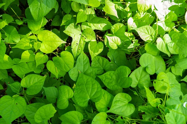 Grön Gräs Bakgrund Parken Gräs Bakgrund Naturen Gräs Backgroun — Stockfoto