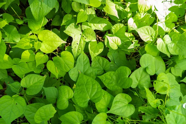 Grön Gräs Bakgrund Parken Gräs Bakgrund Naturen Gräs Backgroun — Stockfoto