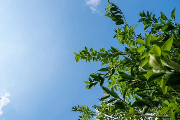 Mavi Gökyüzü Arkaplanı Sid Üzerinde Portakal Ağacı — Stok fotoğraf