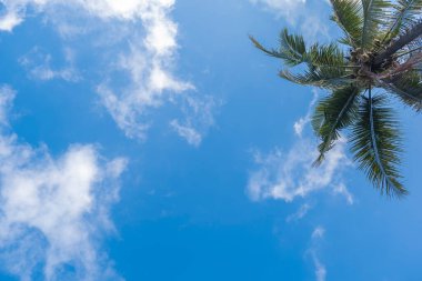 Hindistan cevizi ağaçları ve beyaz bulutlu mavi gökyüzü arka planı. Doğa geri çekilmesi