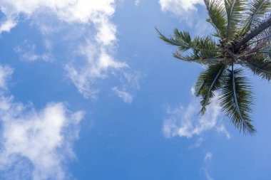 Hindistan cevizi ağaçları ve beyaz bulutlu mavi gökyüzü arka planı. Doğa geri çekilmesi