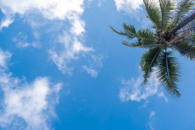 Hindistan cevizi ağaçları ve beyaz bulutlu mavi gökyüzü arka planı. Doğa geri çekilmesi