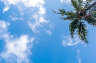 Hindistan cevizi ağaçları ve beyaz bulutlu mavi gökyüzü arka planı. Doğa geri çekilmesi