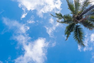 Hindistan cevizi ağaçları ve beyaz bulutlu mavi gökyüzü arka planı. Doğa geri çekilmesi