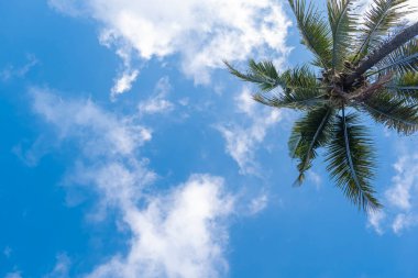 Hindistan cevizi ağaçları ve beyaz bulutlu mavi gökyüzü arka planı. Doğa geri çekilmesi