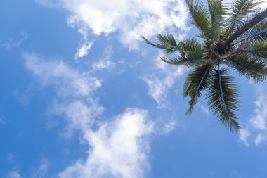 Hindistan cevizi ağaçları ve beyaz bulutlu mavi gökyüzü arka planı. Doğa geri çekilmesi