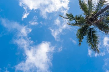 Hindistan cevizi ağaçları ve beyaz bulutlu mavi gökyüzü arka planı. Doğa geri çekilmesi