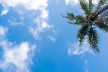 Hindistan cevizi ağaçları ve beyaz bulutlu mavi gökyüzü arka planı. Doğa geri çekilmesi