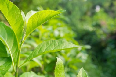 Bahçedeki çit bitkisi arka planı. Doğa geçmişi. Çit bitkisi vuruldu.