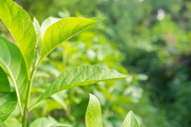 Bahçedeki çit bitkisi arka planı. Doğa geçmişi. Çit bitkisi vuruldu.