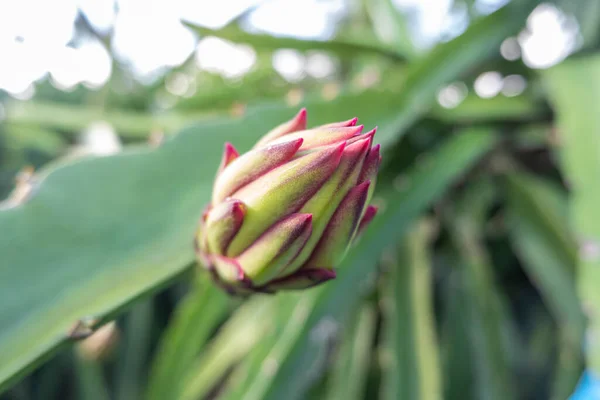 stock image dragon fruit flower that is about to bloom. dragon fruit plant backgroun