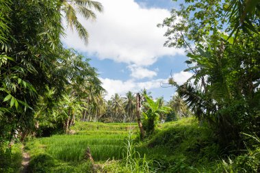 Kırsal Yol Doğal Sahne Arkaplanı. Rice Field Manzarası. Bambu ağaçları, pirinç bitkileri, hindistan cevizi ağaçları, mavi gökyüzü.