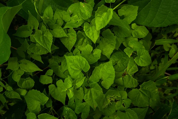 Πράσινο Γρασίδι Φόντο Υφή Στον Κήπο Πράσινη Υφή Φόντου Φύλλων — Φωτογραφία Αρχείου