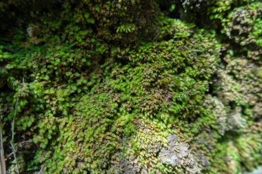 Yeşil Yosun Kayalıklardaki Doku. Anka 'da Yeşil Yosun