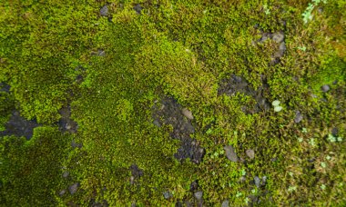 Yeşil Yosun Kayalıklardaki Doku. Anka 'da Yeşil Yosun