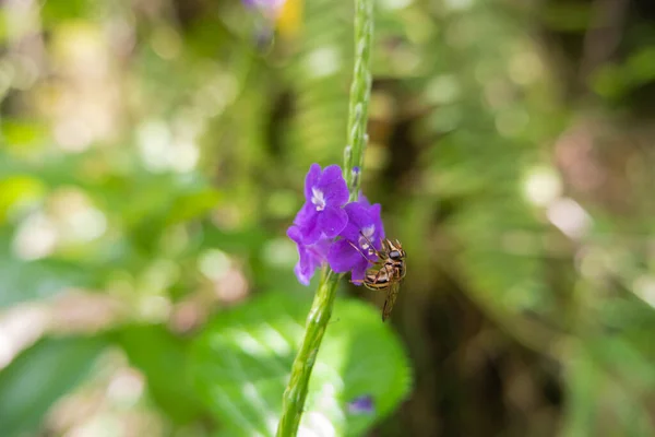 自然景观背景蜜蜂吸吮紫花蜜蜜 紫花和蜜蜂 — 图库照片