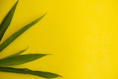 Yaz tropik kompozisyonu. Sarı kağıtta yeşil tropikal yapraklar. Yaz kavramı. Yeşil yaprak sarı bir grupta izole edilmiş.