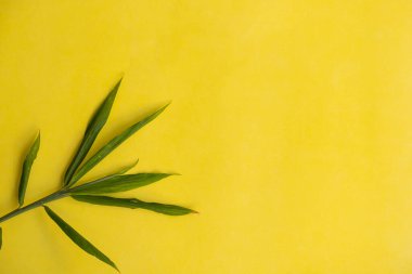 Yaz tropik kompozisyonu. Sarı kağıtta yeşil tropikal yapraklar. Yaz kavramı. Yeşil yaprak sarı bir grupta izole edilmiş.