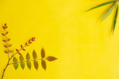 Yaz Tropikal Kompozisyonu. Renkli Yapraklar ve Yeşil Yapraklar Sarı Kağıt Arkaplanda. Yaz Konsepti. Renkli Yapraklar ve Yeşil Yapraklar Sarı bir arkaplanda