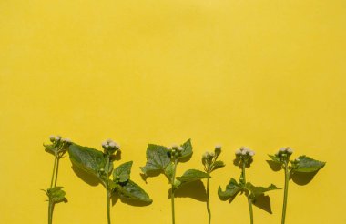 Yaz Tropikal Kompozisyonu. Sarı kağıtta yeşil yapraklar ve beyaz çiçekler var arka planda. Yaz Konsepti. Yeşil Yapraklar ve Beyaz Çiçekler Sarı Bir Arka Gruba İzole Edildi