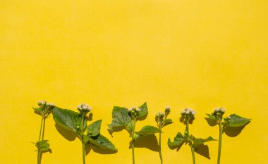 Yaz Tropikal Kompozisyonu. Sarı kağıtta yeşil yapraklar ve beyaz çiçekler var arka planda. Yaz Konsepti. Yeşil Yapraklar ve Beyaz Çiçekler Sarı Bir Arka Gruba İzole Edildi
